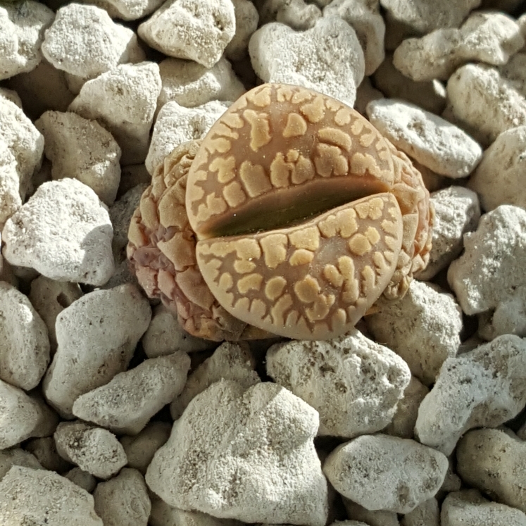 plant image 680940 plant image 680940