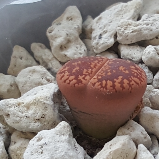 plant image 696768