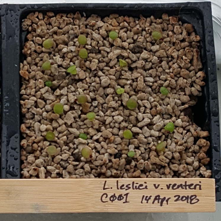 plant image 716182 plant image 716182