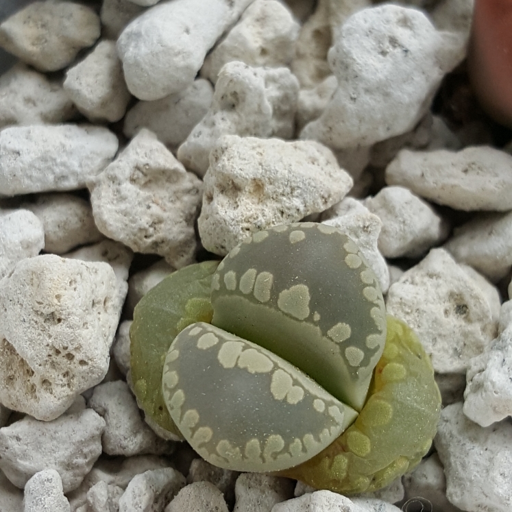 plant image 728033 plant image 728033