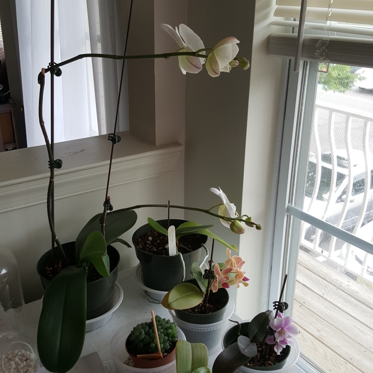 plant image 728224 plant image 728224