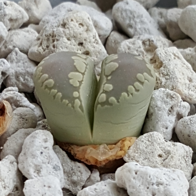 plant image 742156 plant image 742156