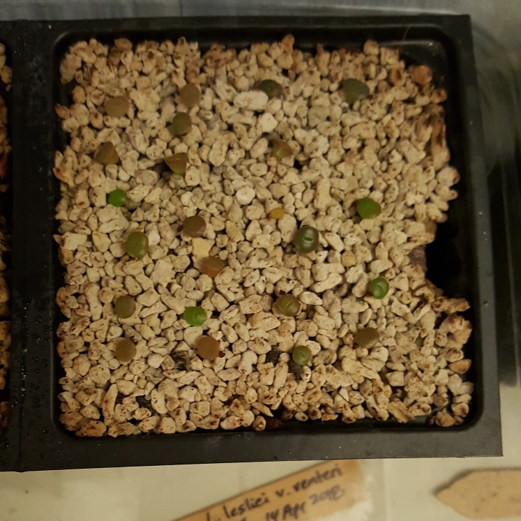 plant image 748525 plant image 748525