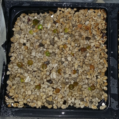 plant image 748529 plant image 748529