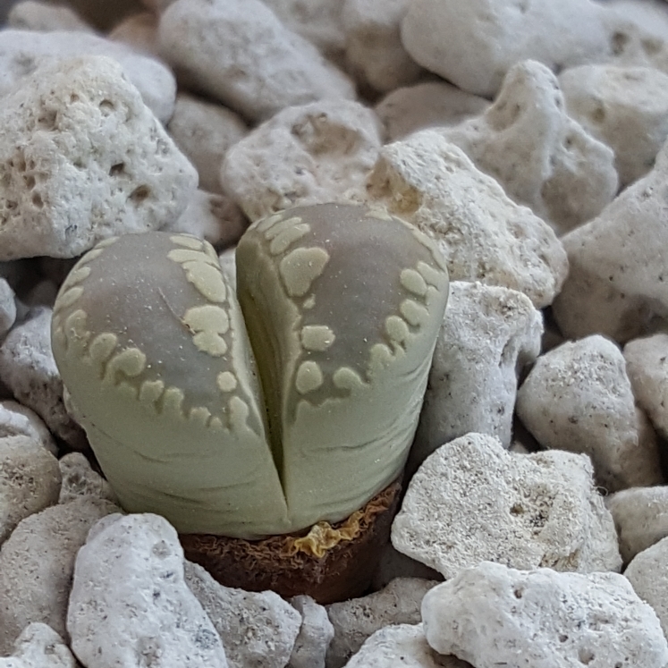 plant image 749314 plant image 749314