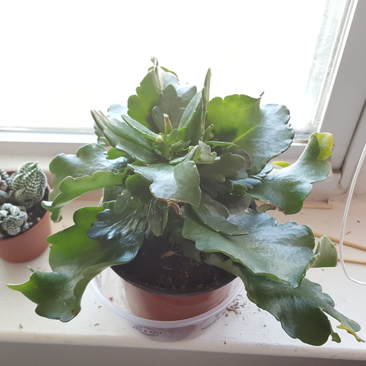 Plant image Kalanchoe blossfeldiana Pink Queen