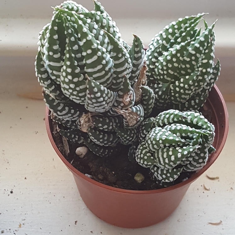 plant image 749595 plant image 749595