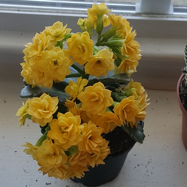 Plant image Kalanchoe blossfeldiana 'Double Flower Variety'