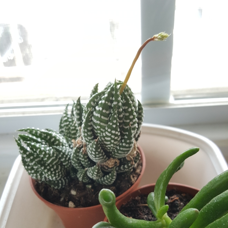 plant image 772132 plant image 772132