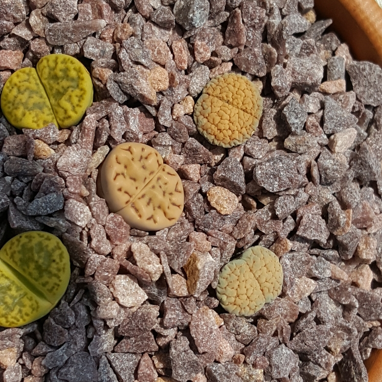 plant image 787459 plant image 787459