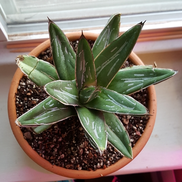 plant image 790941 plant image 790941