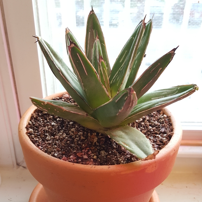plant image 790945 plant image 790945