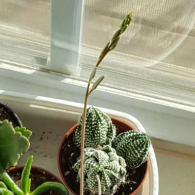 Haworthiopsis Reinwardtii