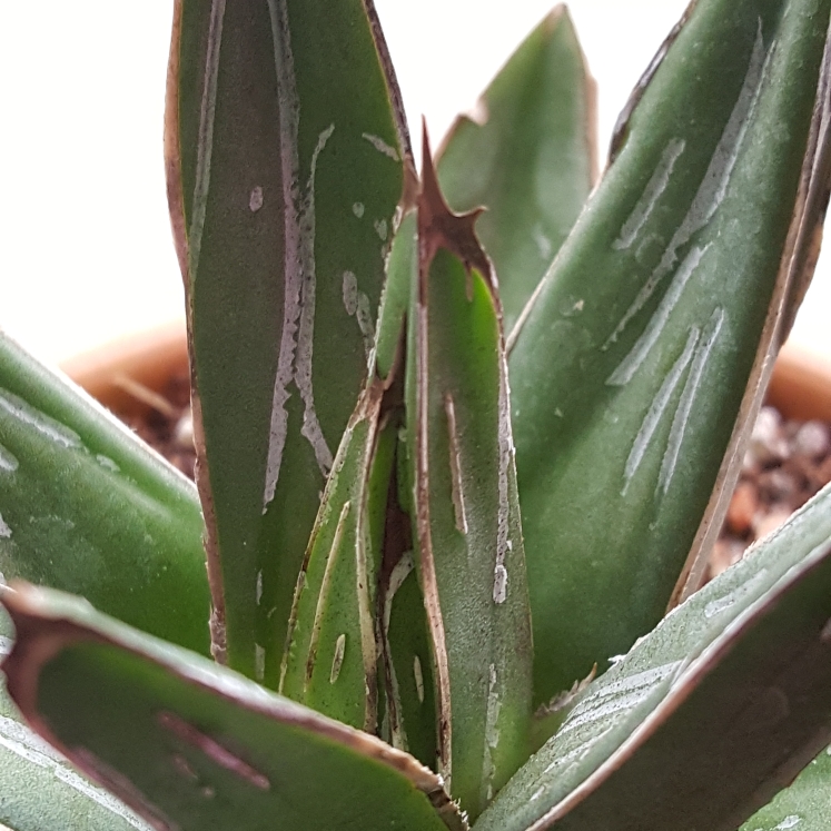 plant image 795615 plant image 795615