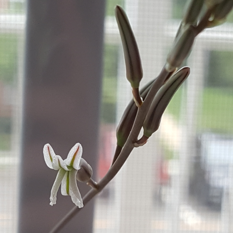 plant image 797756 plant image 797756