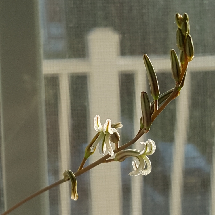 plant image 802265 plant image 802265