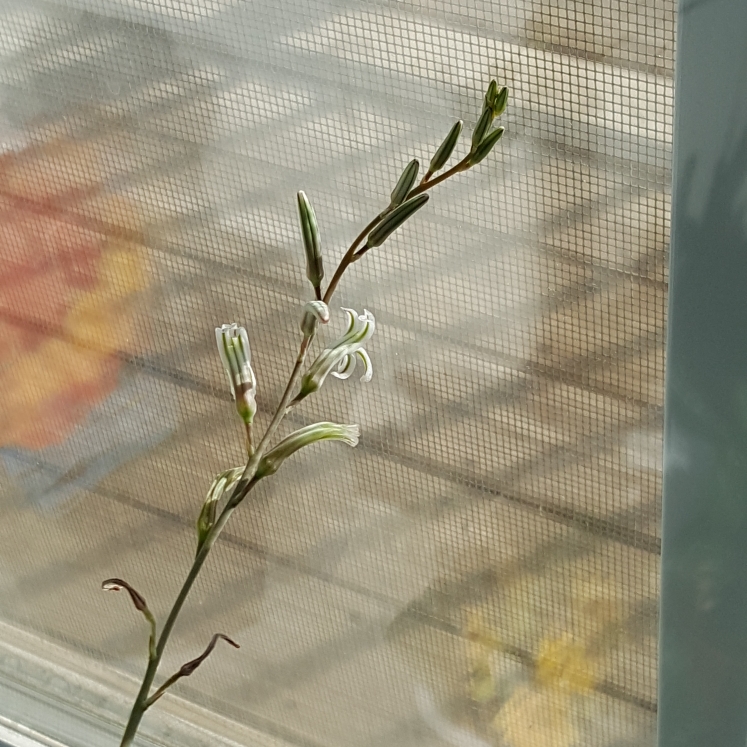 plant image 805228 plant image 805228