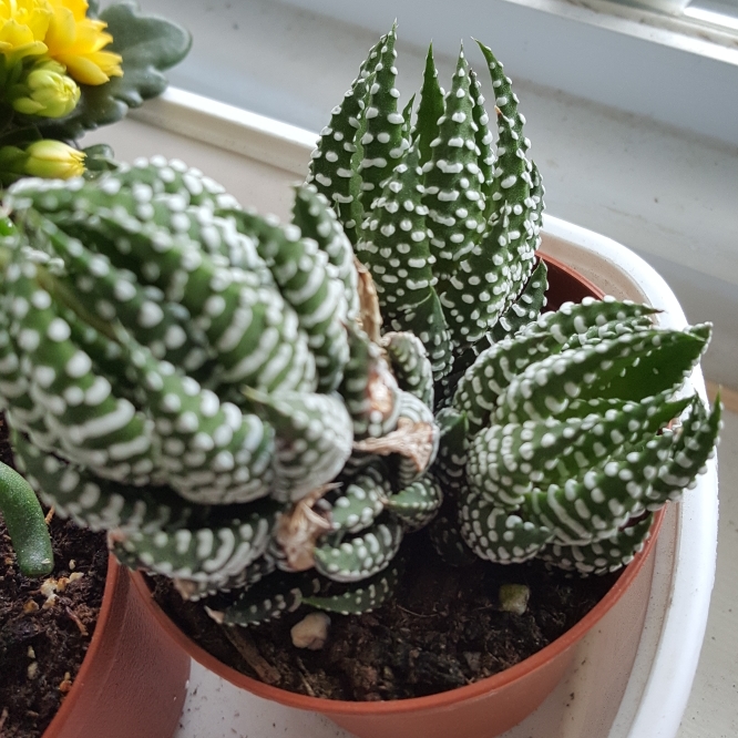 plant image 805229 plant image 805229