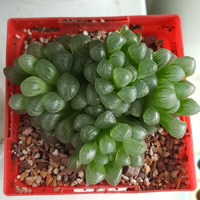 plant image 808412 plant image 808412