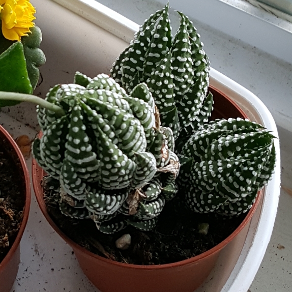 plant image 810823 plant image 810823