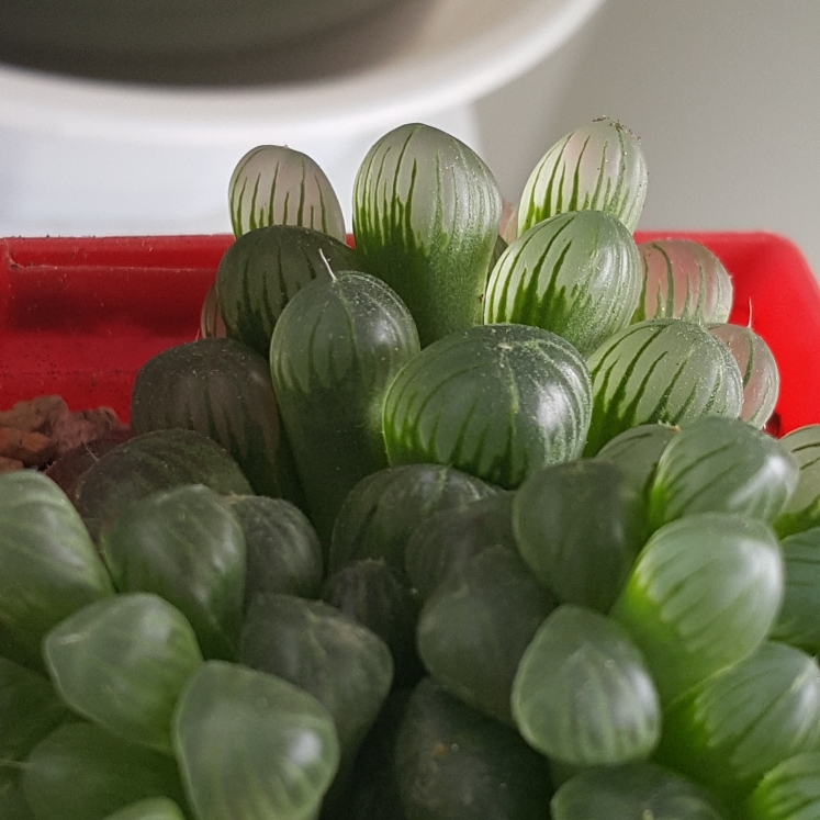 plant image 815727 plant image 815727