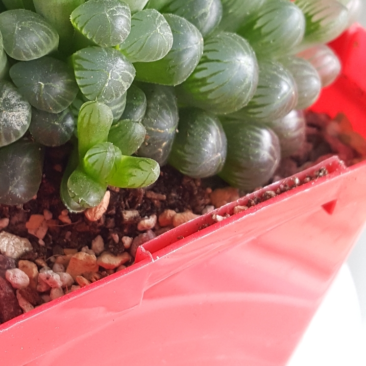 plant image 815728 plant image 815728