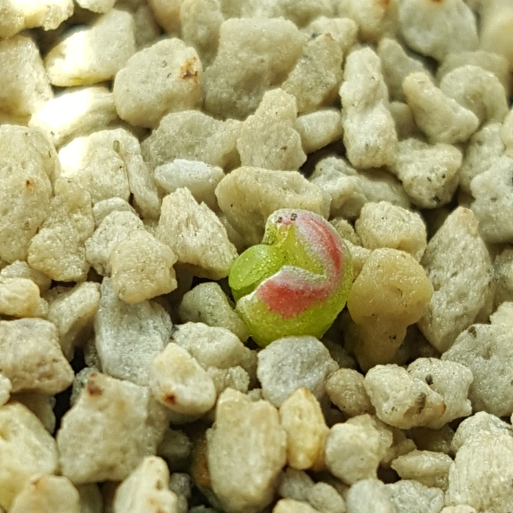 plant image 816988 plant image 816988