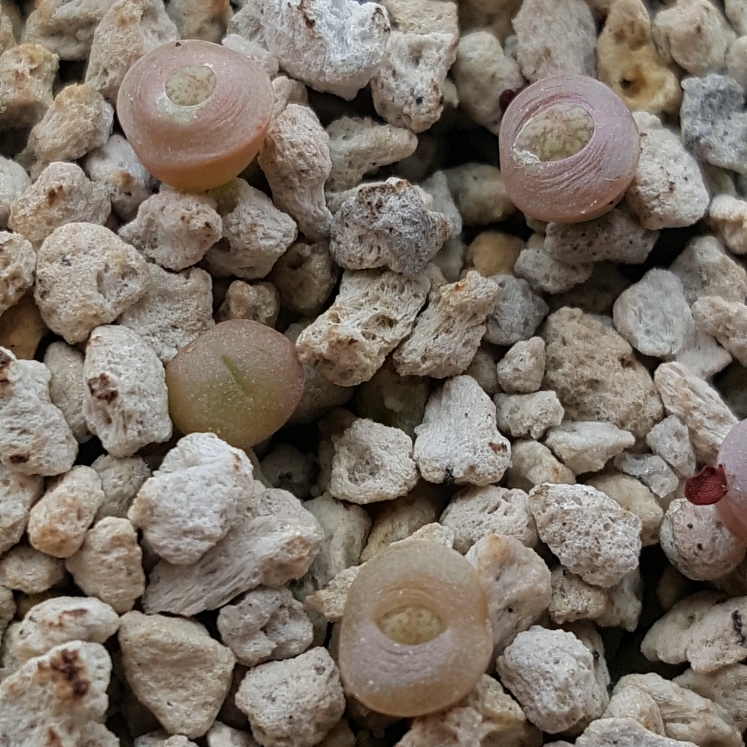 plant image 824845 plant image 824845