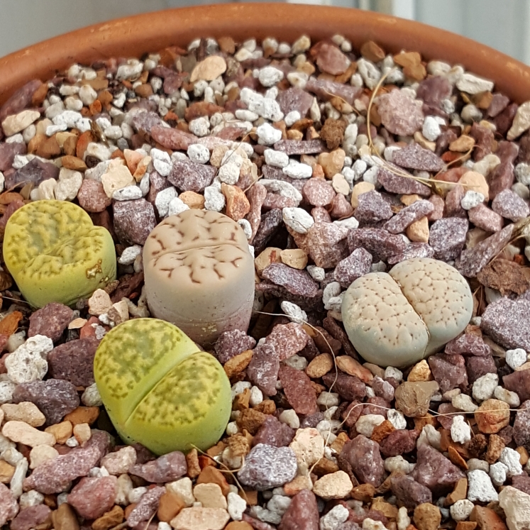 plant image 824848 plant image 824848