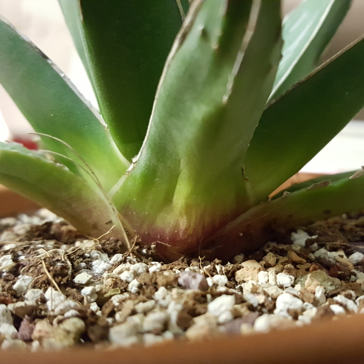plant image 826862 plant image 826862