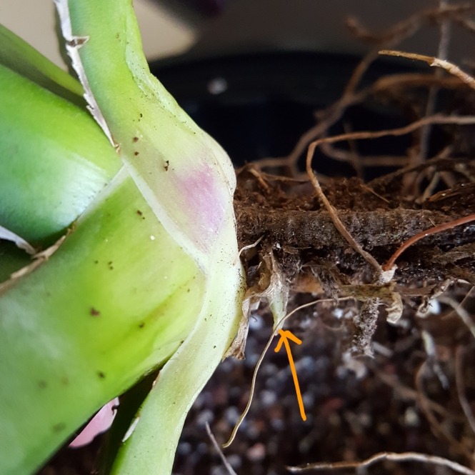 plant image 827702 plant image 827702