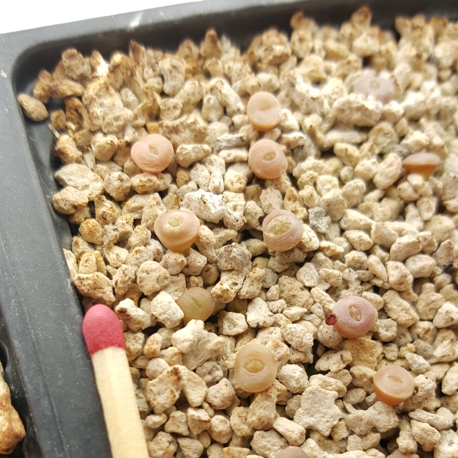 plant image 829582 plant image 829582