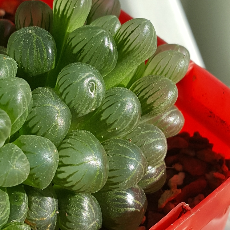plant image 829661 plant image 829661