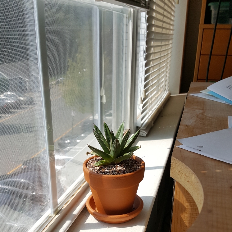 plant image 830786 plant image 830786