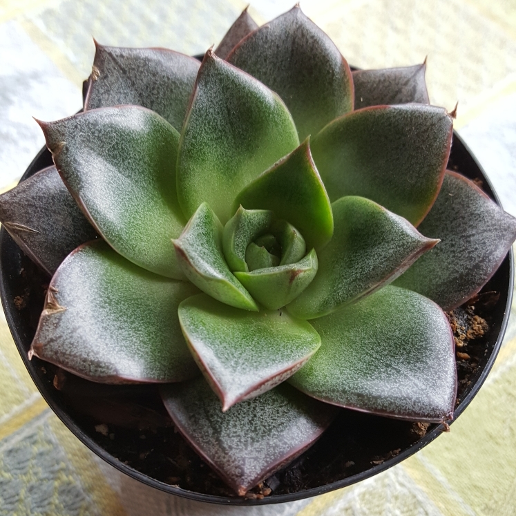 plant image 836592 plant image 836592