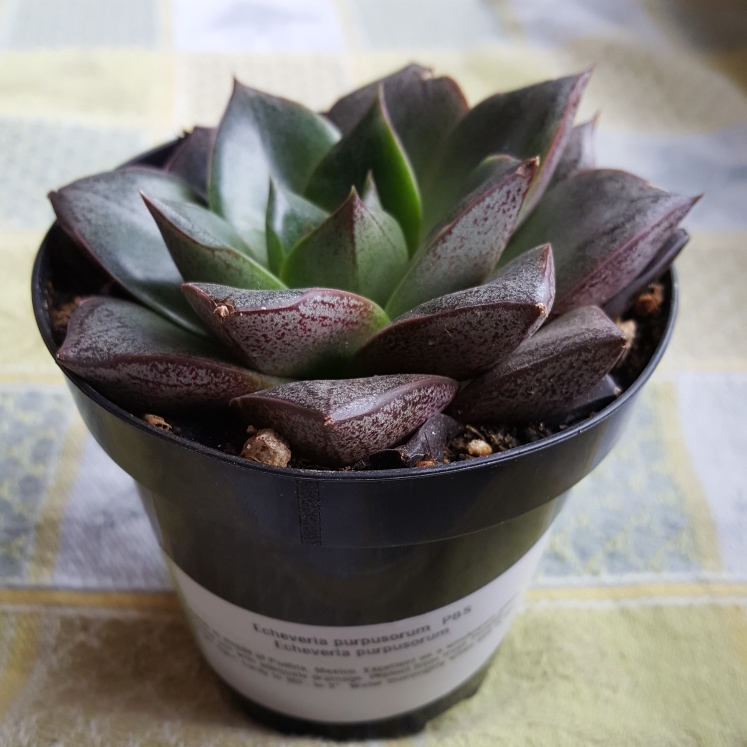 plant image 836593 plant image 836593