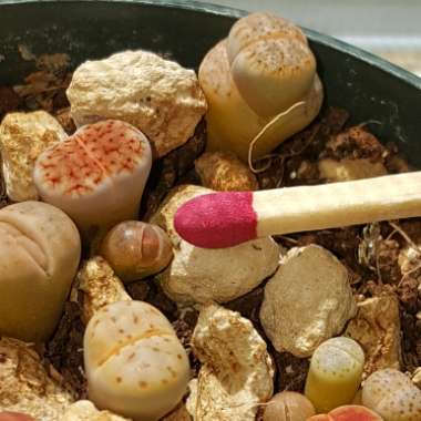 Lithops