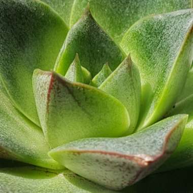 Echeveria Purpusorum