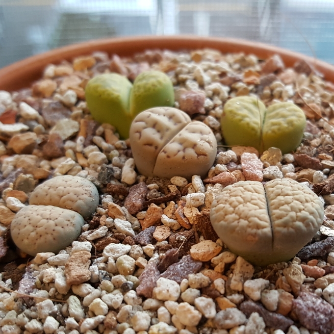 plant image 839487 plant image 839487
