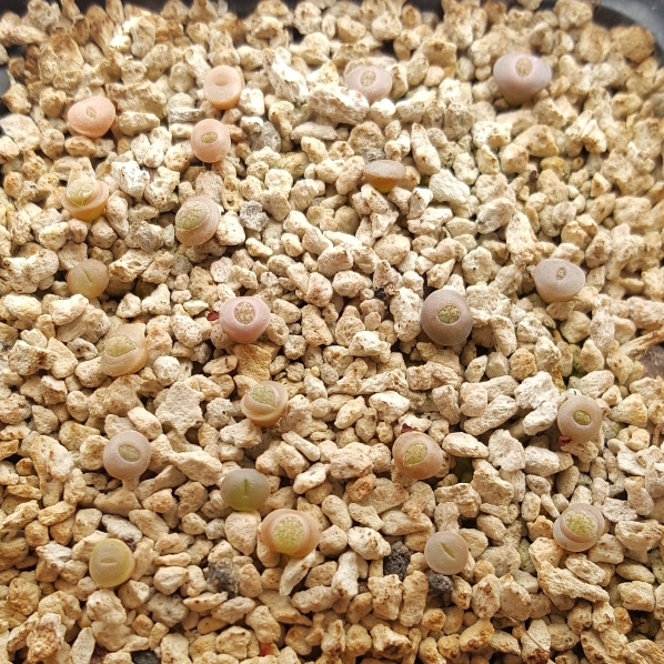 plant image 841224 plant image 841224