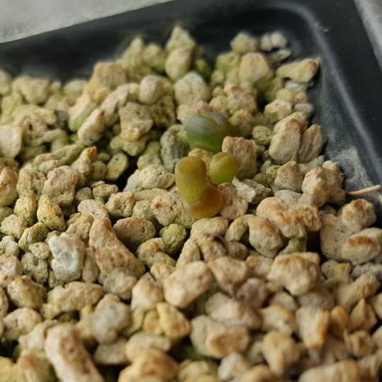 plant image 841228 plant image 841228
