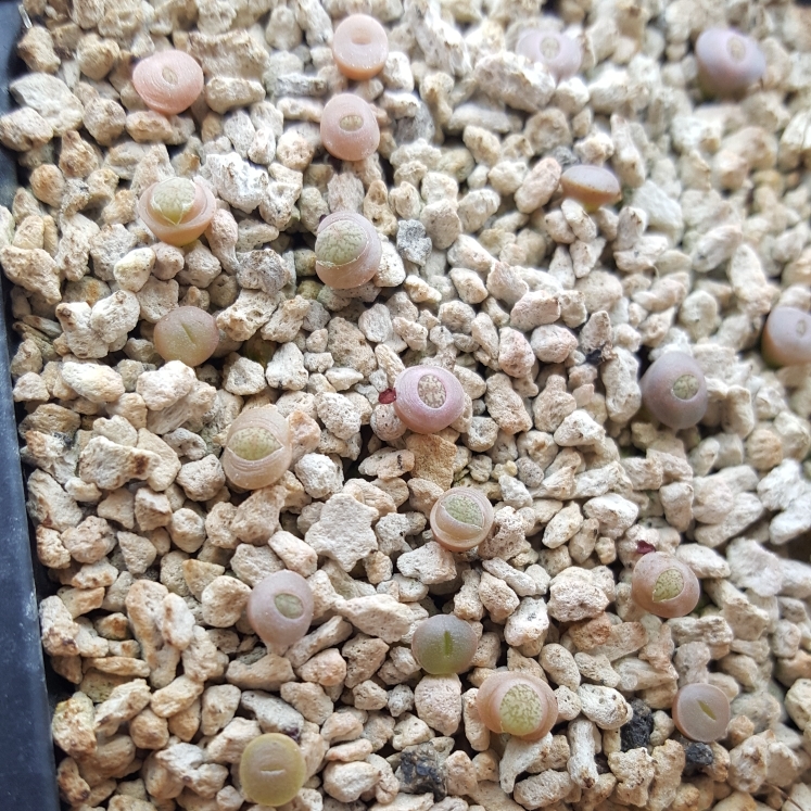 plant image 841240 plant image 841240