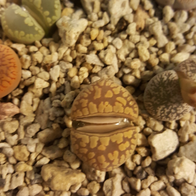 plant image 842277 plant image 842277