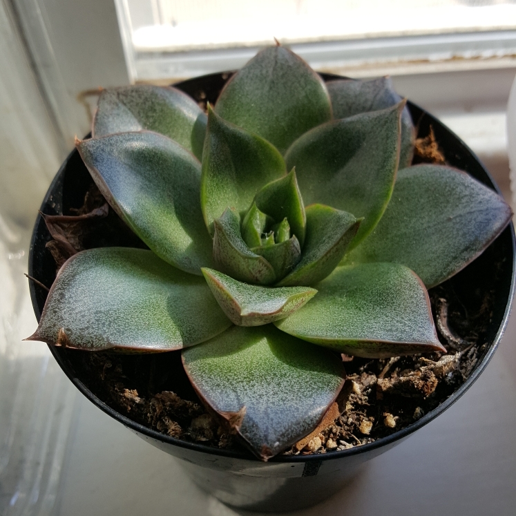 plant image 849990 plant image 849990