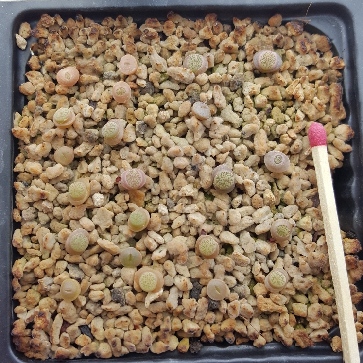 plant image 849999 plant image 849999