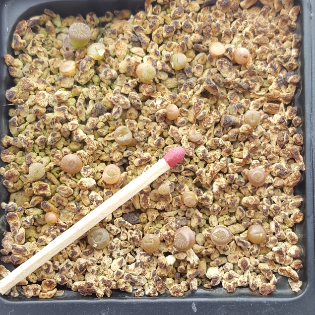 plant image 850000 plant image 850000