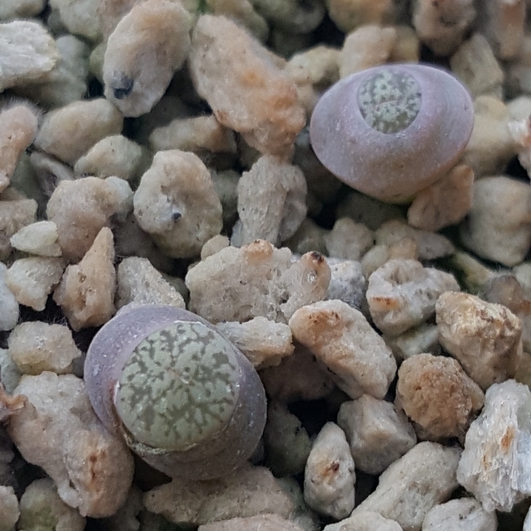 plant image 854410 plant image 854410