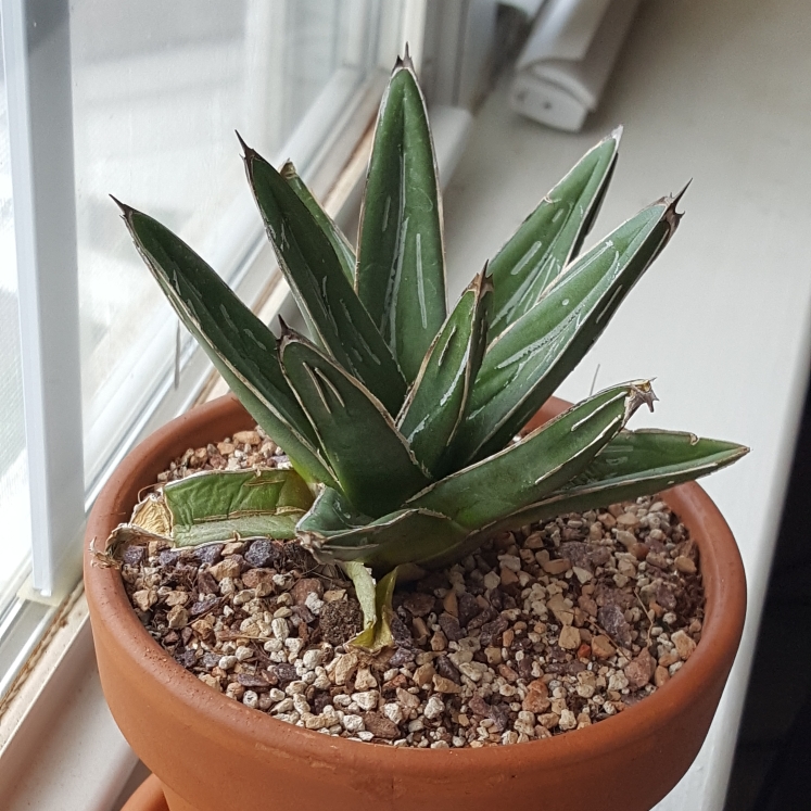plant image 854419 plant image 854419