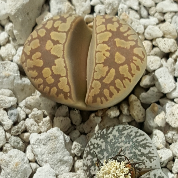 plant image 859748 plant image 859748