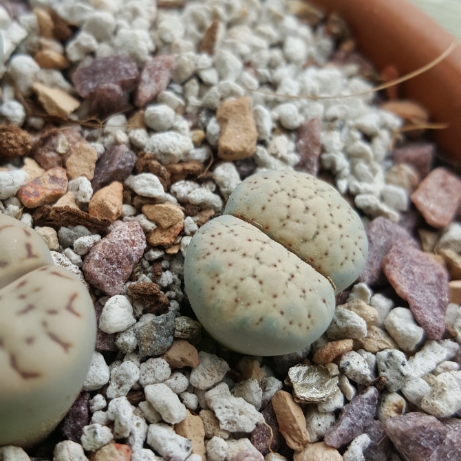 plant image 871864 plant image 871864